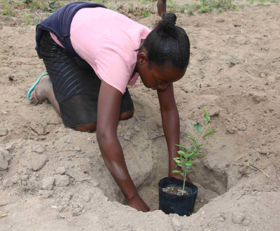  Julieta planting a new culture of cassava resistant to drought