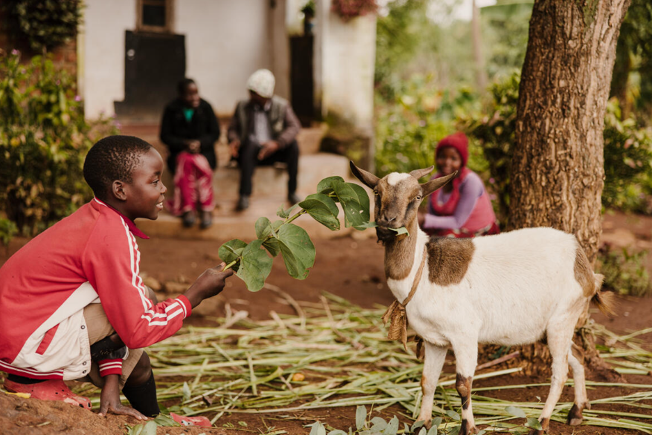 A boy from Malawi offering a branch to a goat that was donated to his family by his World Vision sponsors.