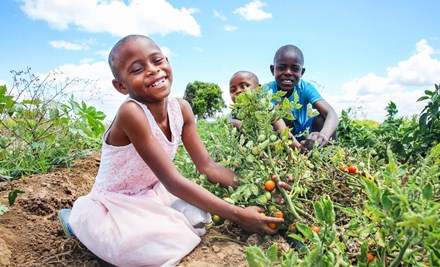 Girl plucking vegetables from plants