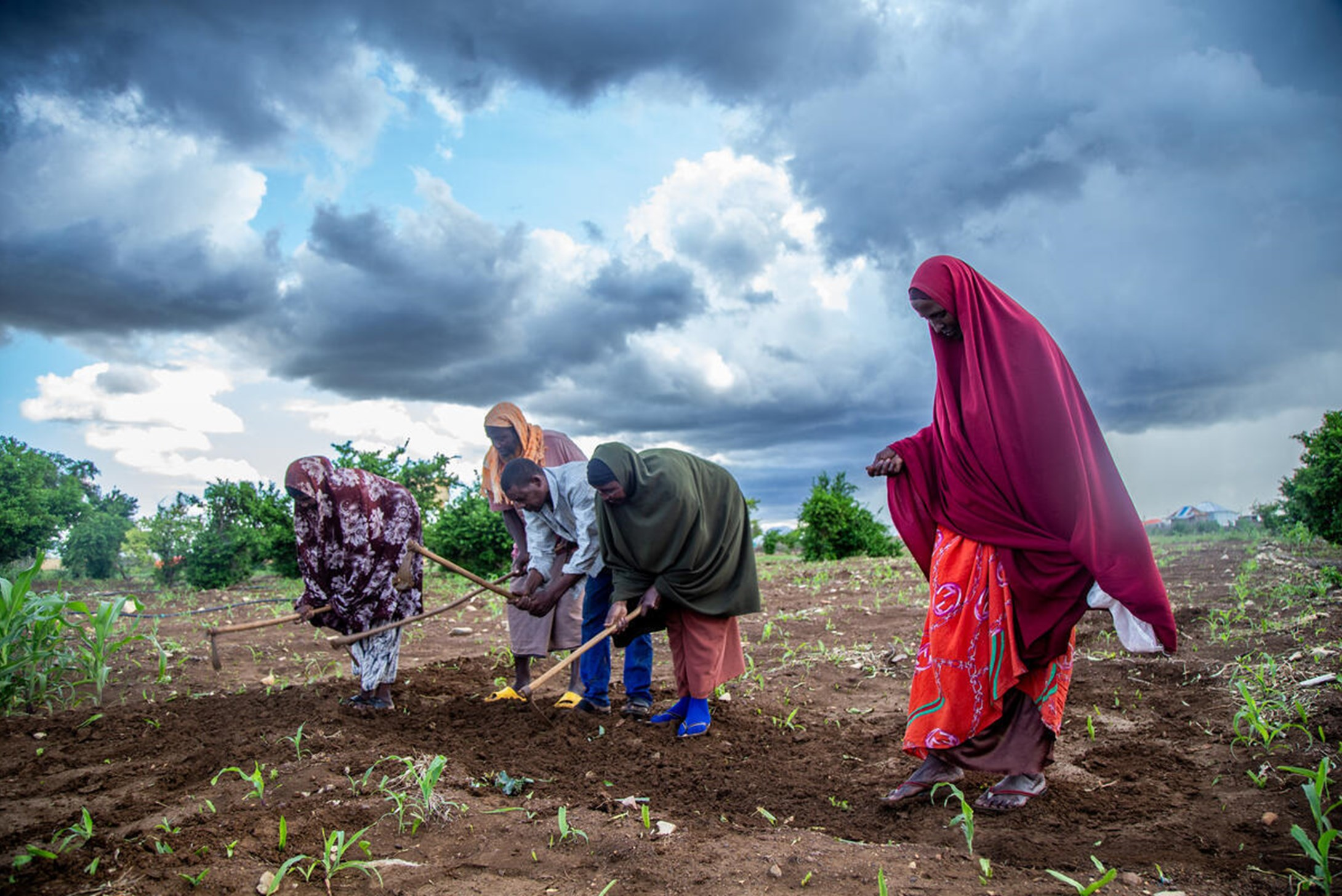 People working in a field