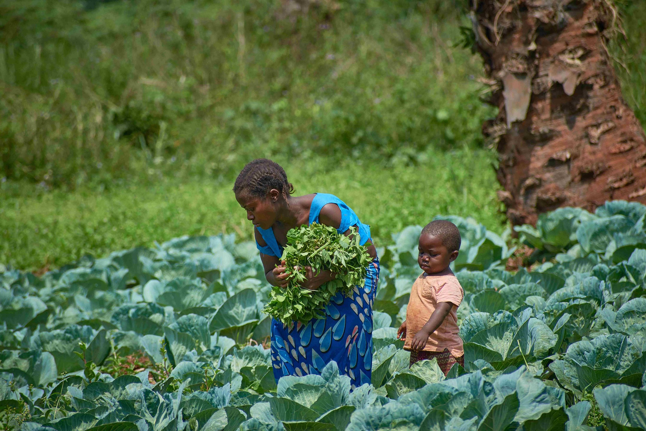 Woman farmer from DRC with her child in a cabbage field.