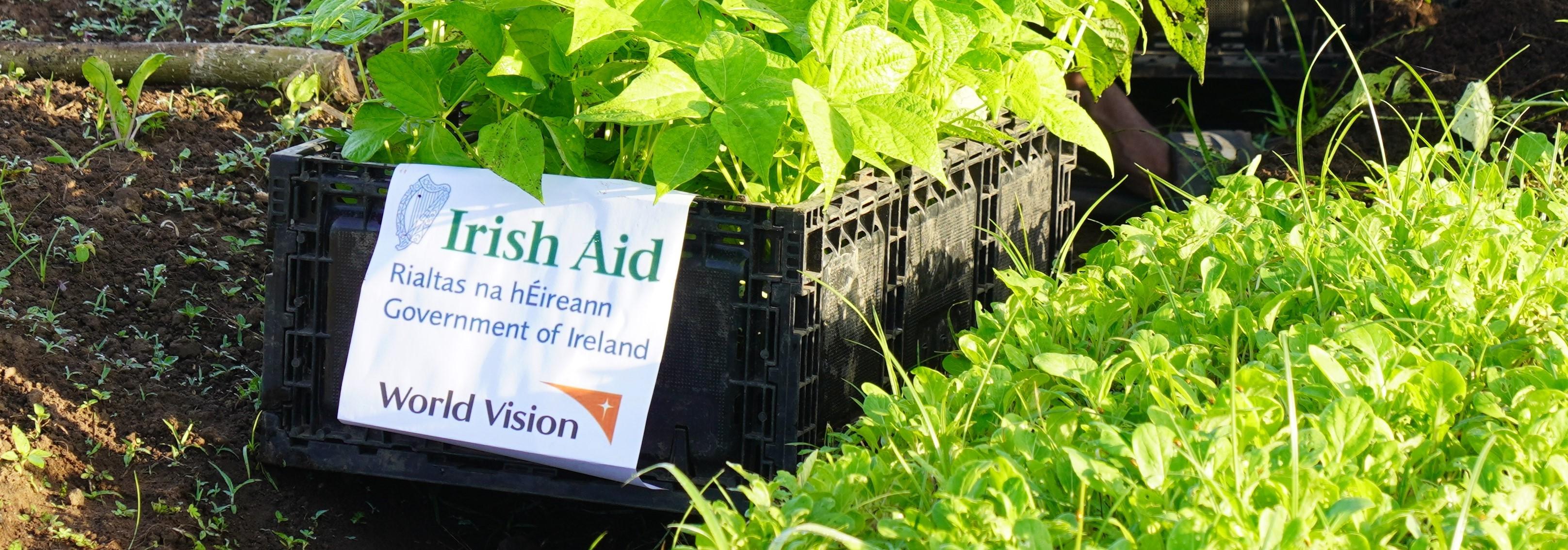 Seedlings provided with support from Irish Aid after cyclones in Vanuatu